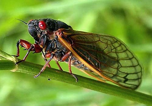 CicadaPeriodical011
